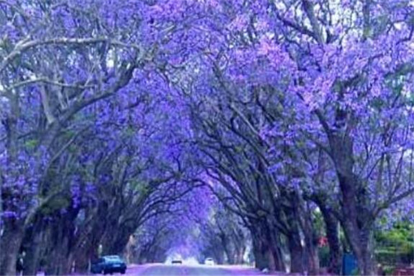 世界最美的十大树隧道 乌克兰爱的隧道一定要去插图1