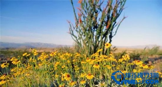 美国十大野花观赏地排行榜插图1