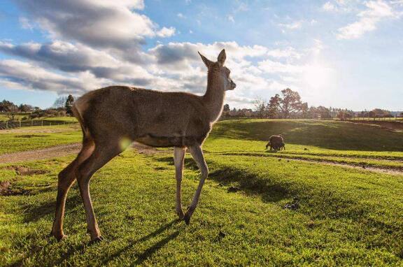 新西兰北岛十大必游景点,罗托鲁瓦上榜,三处被好莱坞电影取景插图3