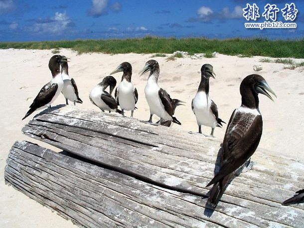 世界十大美丽环礁，第一无人居住鸟类众多插图1