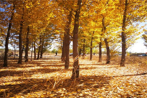 沧州十大风景名胜排名：十里金沙滩上榜，第二看杂技插图5