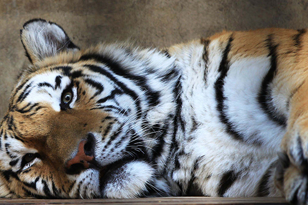 北京十大最好玩的景点:第一名游玩项目多 文化底蕴深厚插图5