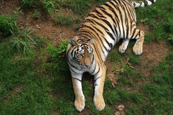 中国十大最受欢迎动物园 广州长隆野生动物世界上榜插图7