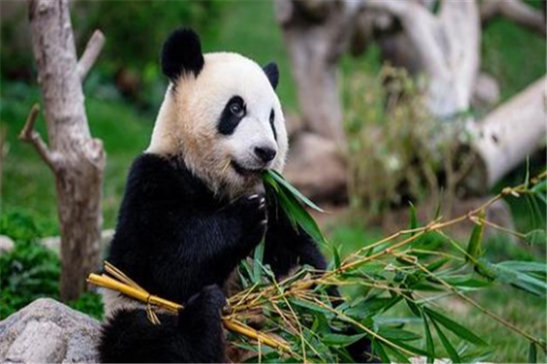 成都十大风景名胜排行榜：锦里上榜，它是十大古镇之一插图2