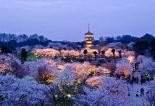 中国三大赏樱胜地：湖北除了武大还有另一地点上榜|爱分享