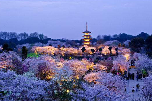 中国三大赏樱胜地：湖北除了武大还有另一地点上榜插图2