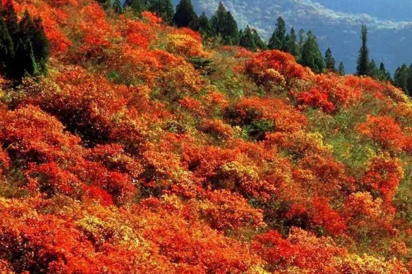 郑州必去的十大景点：少林寺登榜，它是四大古书院之一插图5