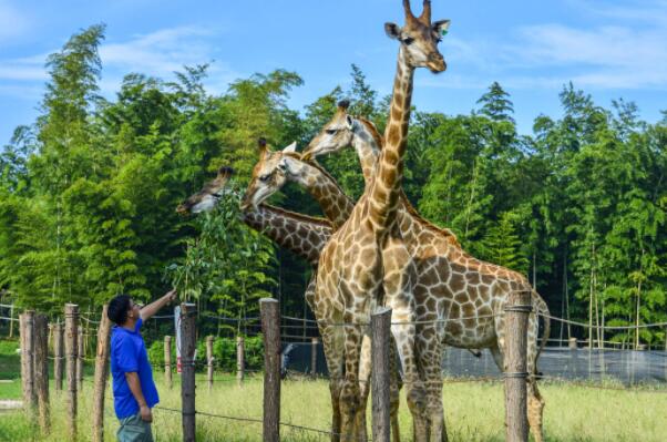 世界十个最大动物园 北京动物园第四，第一在德国插图8