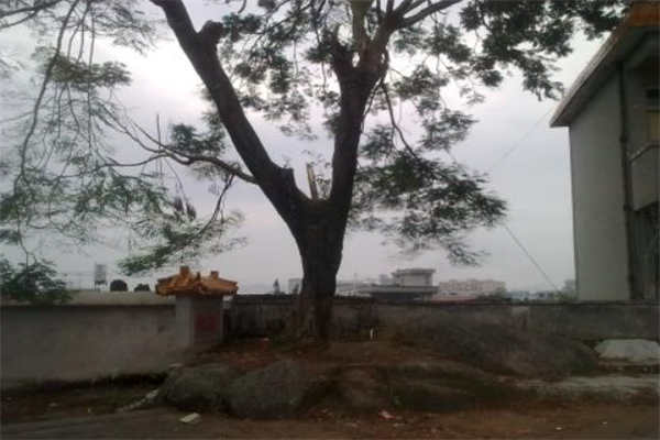 广东普宁十大最好玩的景点：南岩古寺上榜，第二漫山兰花插图