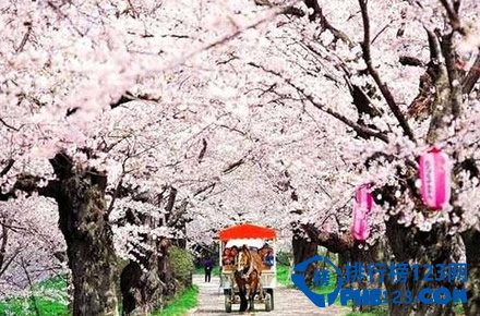 日本十大赏樱胜地排行榜插图1
