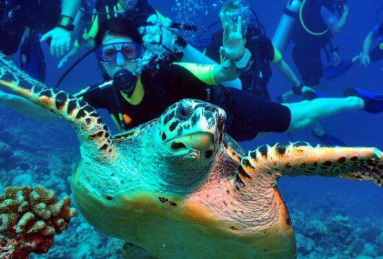世界潜水胜地排名 魔鬼鱼村第三,椰子岛很是凶险插图5