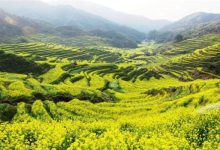 适合一个人散心的地方：凤凰古城上榜，它是油菜花之乡|爱分享