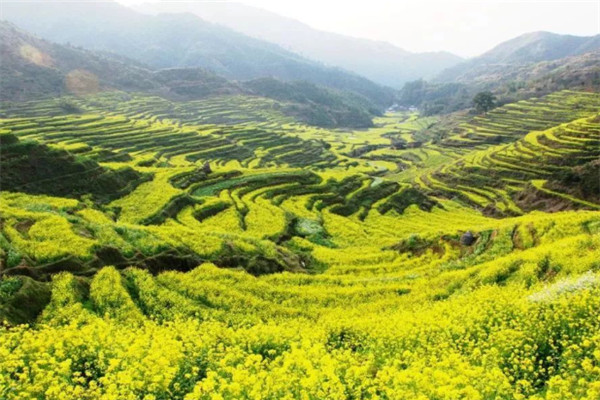 适合一个人散心的地方：凤凰古城上榜，它是油菜花之乡插图9