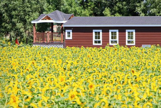 中国最美十大花海 让你享受最独特的浪漫插图9