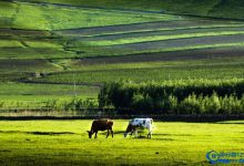 中国最适合洗肺10大城市，第一名果然是它|爱分享