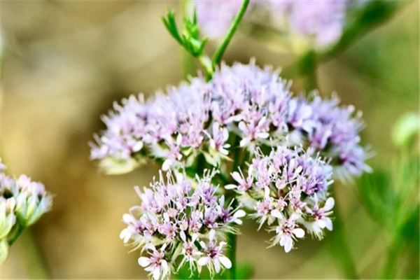 世界十大植物博物馆：纽约植物园上榜，它珍藏植物标本最多插图3