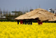 上海十大小镇排行榜：新场镇/朱家角镇上榜 第二是影视基地|爱分享