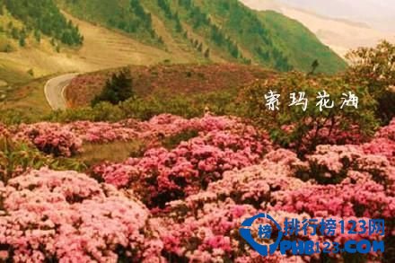 中国九大最让人迷醉的花海排行榜 让人迷醉的花海插图7