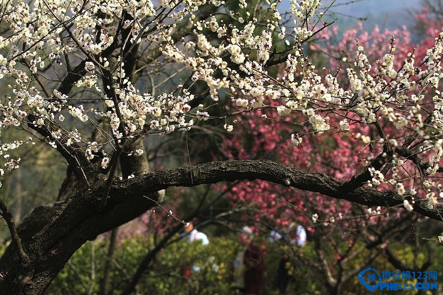 中国最美丽的十大梅园插图2