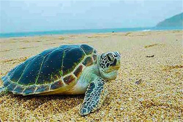 惠州十大风景名胜排名：黑排角第5，第10潜水胜地插图1