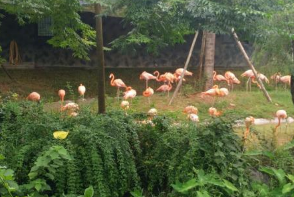 湖南十大最好玩的景点：橘子洲上榜它是夏季避暑胜地插图9