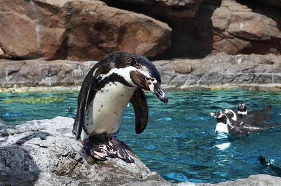 国内十大门票最贵游乐园,有钱就去迪士尼(附门票价格)插图3
