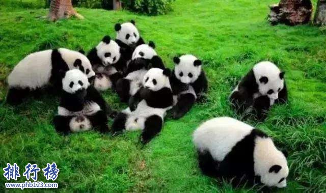 成都有什么好玩的地方？成都旅游必去十大景点排行榜插图2