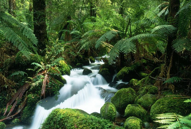 世界最美十大热带雨林 带你走进神秘的大自然插图8