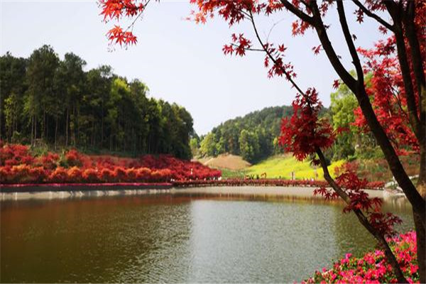 重庆十大热门动植物园:南山植物园上榜，第十在室内插图7