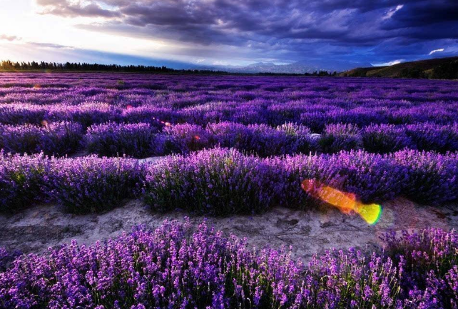 中国最美十大花海 让你享受最独特的浪漫插图