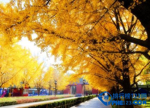 中国九大银杏圣地，去看满目金色插图1