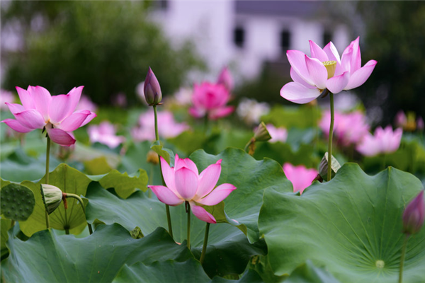 滨州十大景区排行榜：颐园上榜，集古村落第一插图4