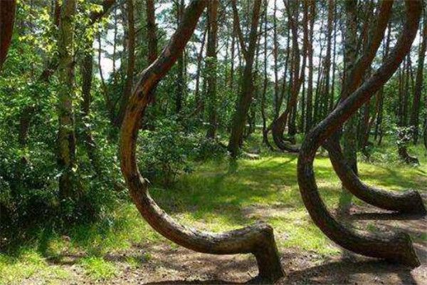 世界十大最美丽的森林 德国黑森林上榜，第四被誉为地球之肺插图5