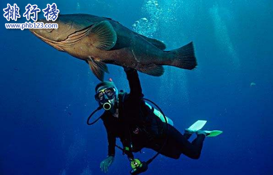 全球潜水最好的地方有哪些?全球十大潜水度假胜地插图6
