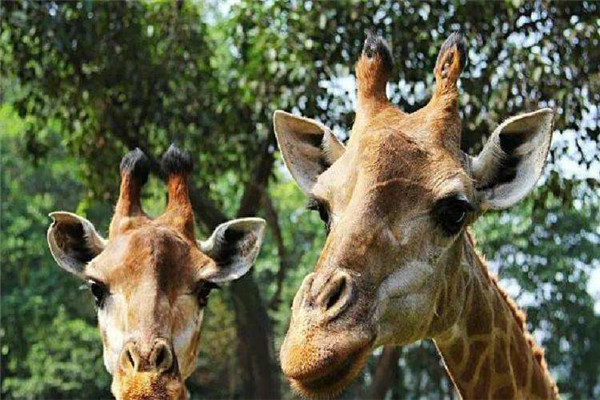 广东十大适合亲子旅游的地方 广州海洋馆上榜，第一名是白云山插图2