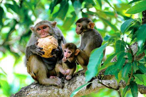 海南十大最好玩的地方:南湾猴岛上榜，三面环海 风光秀丽插图