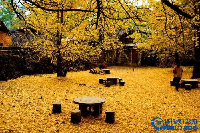 中国九大银杏圣地，去看满目金色插图6