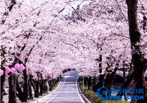 世界上最美的十大林荫隧道排行榜插图6