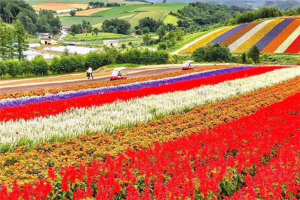 世界十大最美花海：郁金香花海上榜，第九迷人又危险插图