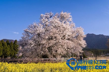 日本十大赏樱胜地排行榜插图4