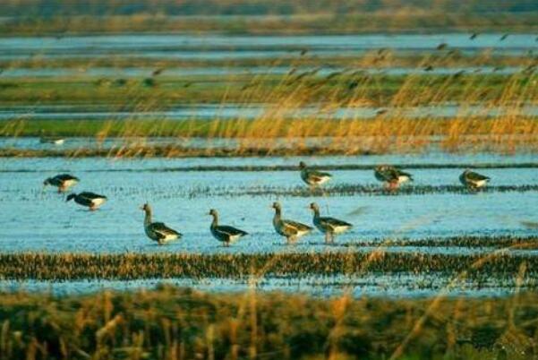 中国十大最美湿地排行榜 杭州西溪湿地上榜，第一在内蒙古插图4