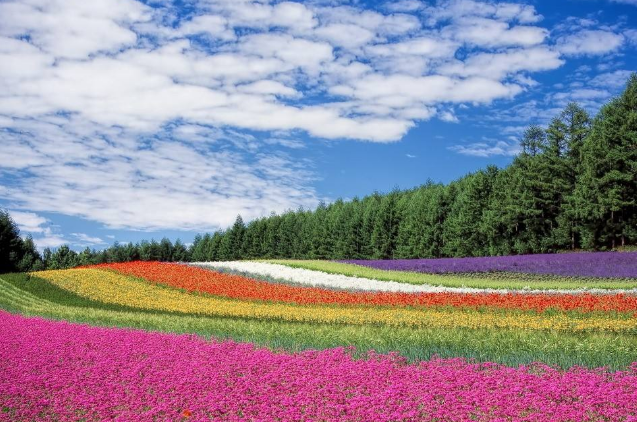 世界十大绝美花海 中国上榜两处，个个宛如仙境插图1