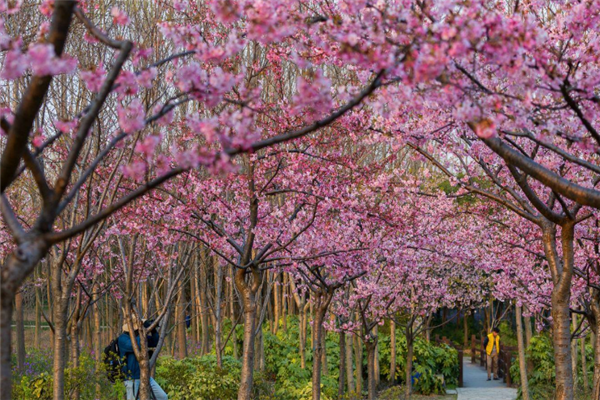上海十大冬季旅游好去处：豫园上榜，它是动物的美丽家园插图9