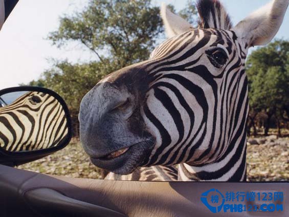 全美十大野生动物园排行榜插图