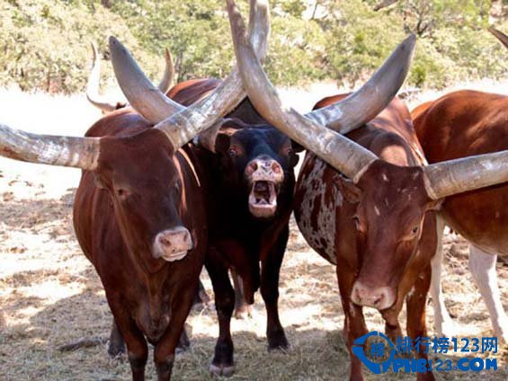 全美十大野生动物园排行榜插图5