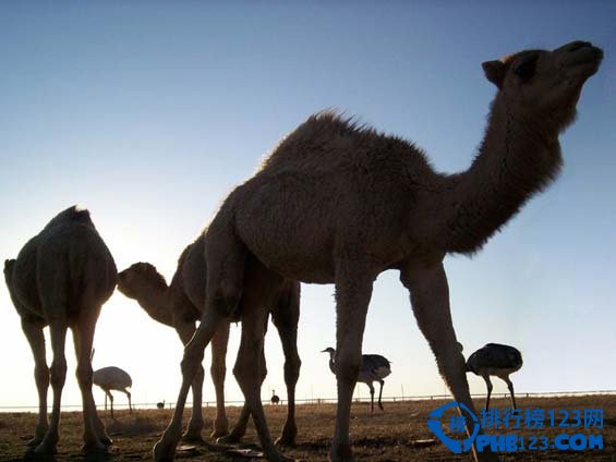 全美十大野生动物园排行榜插图3