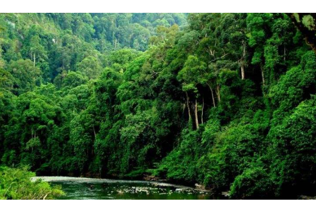 世界最美十大热带雨林 带你走进神秘的大自然插图7