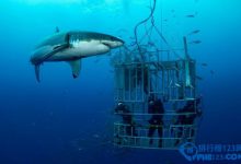 世界八大鲨笼潜水胜地大盘点|爱分享
