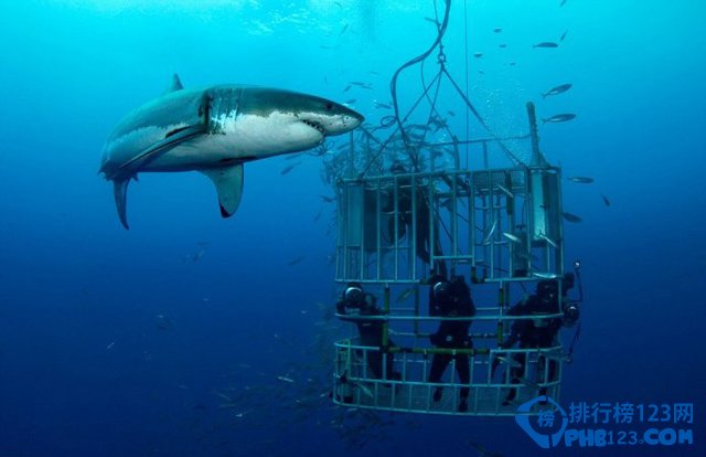 世界八大鲨笼潜水胜地大盘点插图