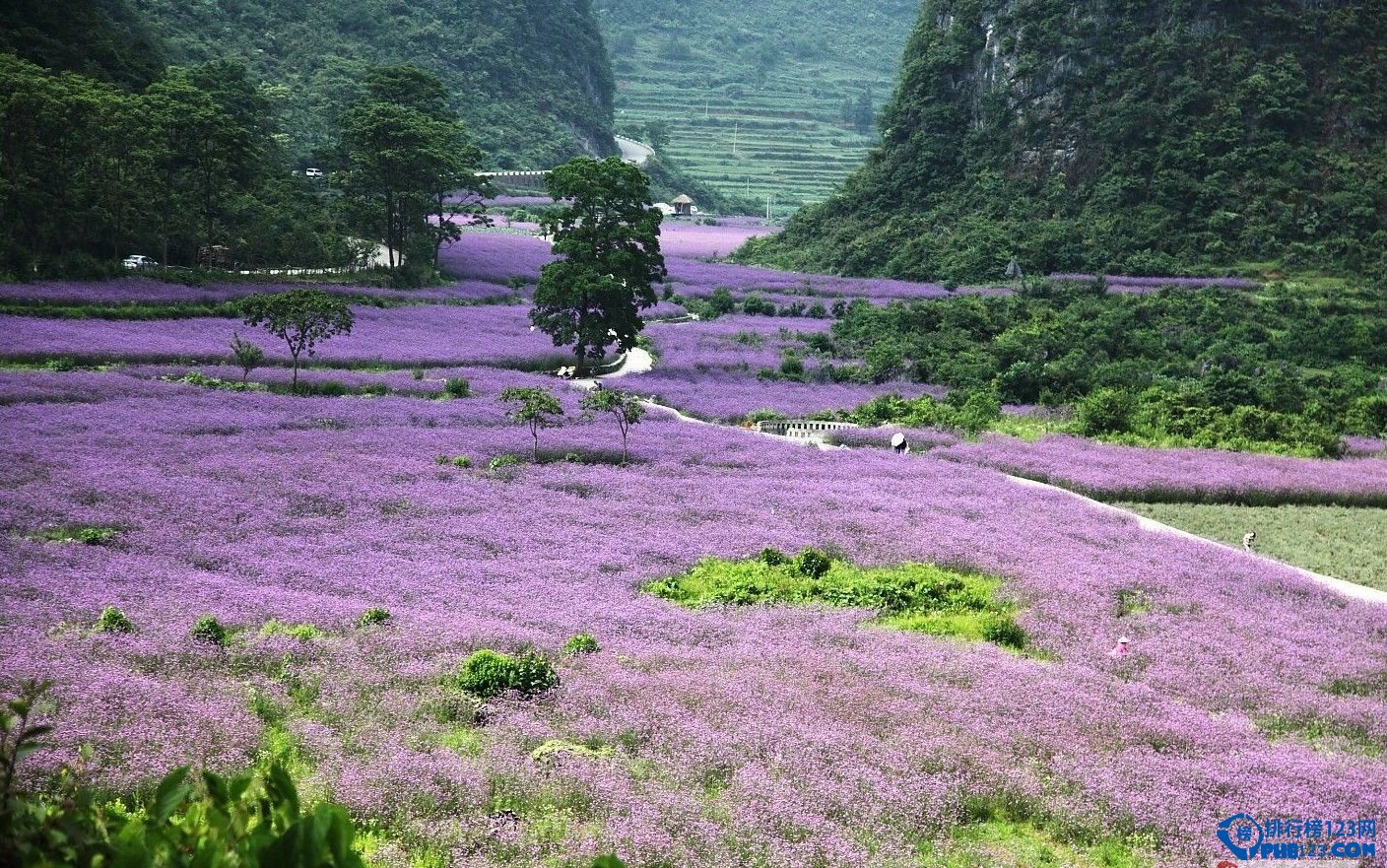 盘点2016中国最佳赏花十大圣地插图6
